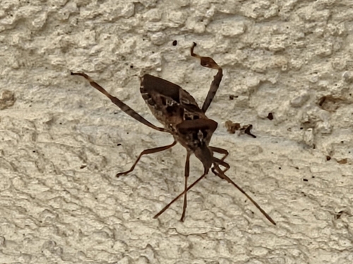 Western Conifer Seed Bug