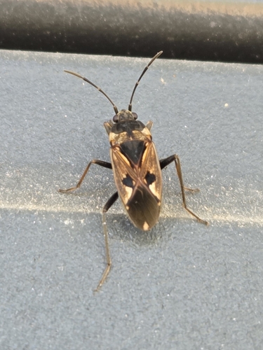 bright-spotted groundbug
