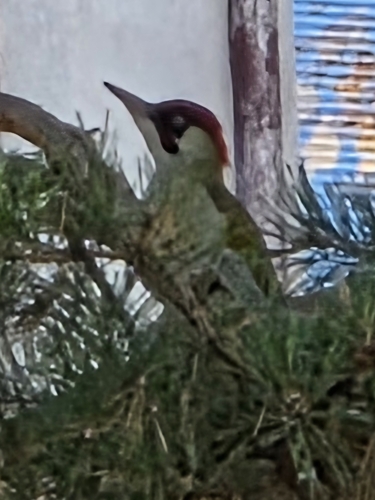 Eurasian Green Woodpecker