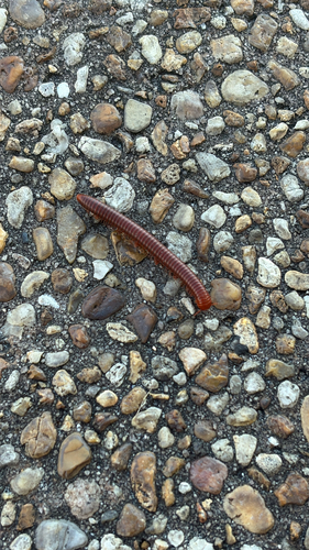 Rusty Millipede