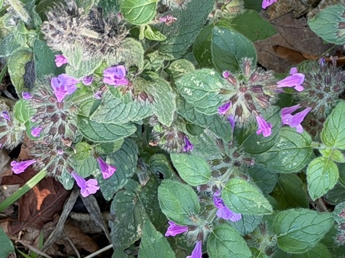 Wild Basil