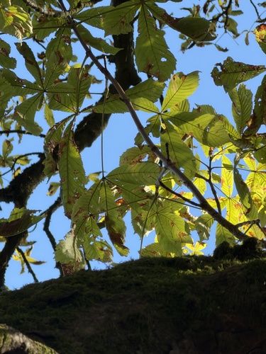 horse-chestnut