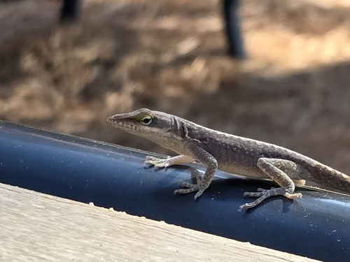 Green Anole