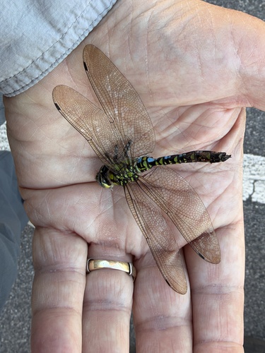 Southern Hawker
