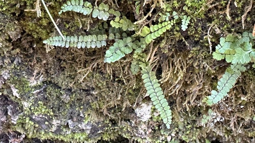 maidenhair spleenwort
