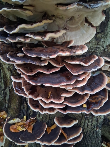 Resinous Polypore
