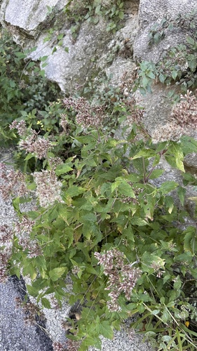 hemp agrimony