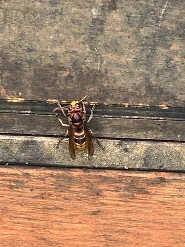 European Hornet