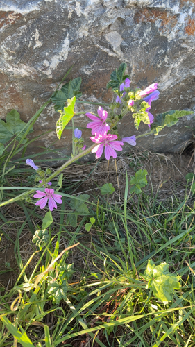 Common Mallow