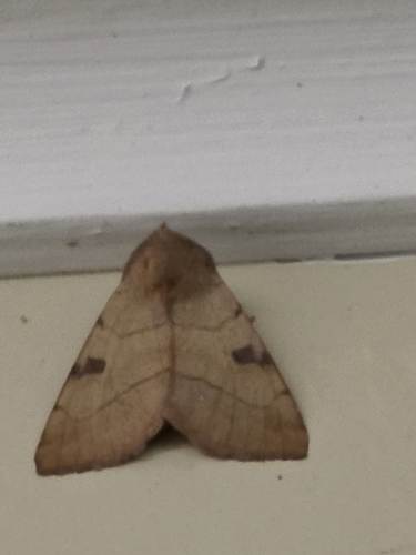 Bent-lined Dart