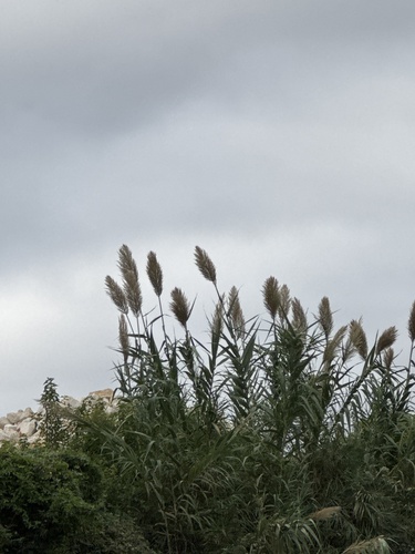 giant reed