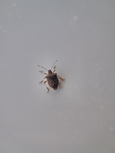 Brown Marmorated Stink Bug