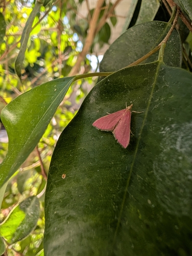 Inornate Pyrausta Moth