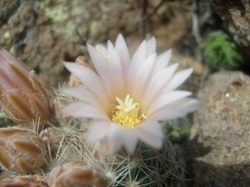 Whitecolumn Foxtail Cactus