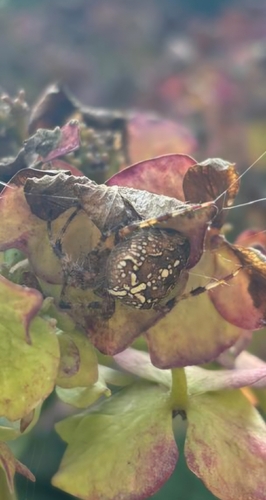 Cross Orbweaver