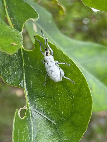 Sri Lanka Weevil