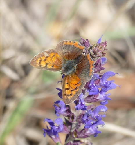 Small Copper