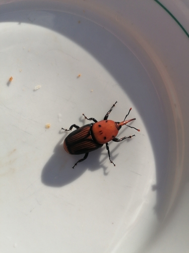Red Palm Weevil