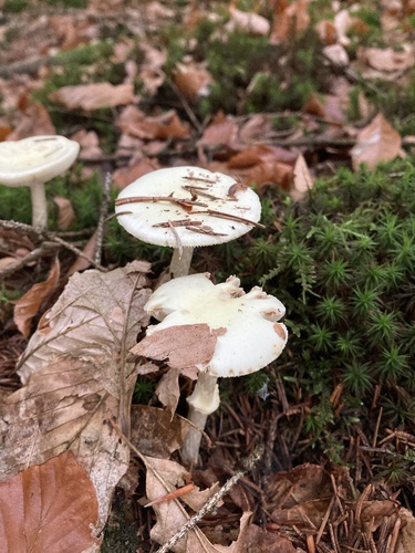 False Death-cap