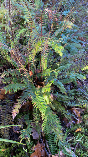 deer fern