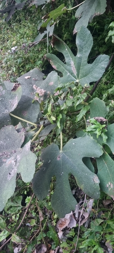 common fig