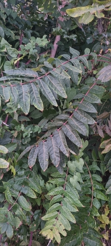 tree-of-heaven