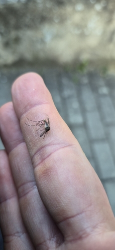 Asian Tiger Mosquito