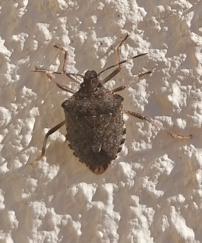 Brown Marmorated Stink Bug