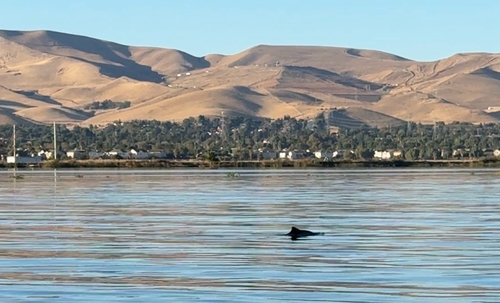 Harbor Porpoise observed by nicholasveal