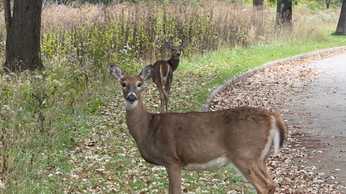 White-tailed Deer