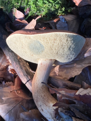 Bay Bolete
