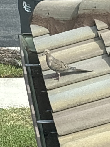 Mourning Dove
