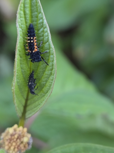 Asian Lady Beetle