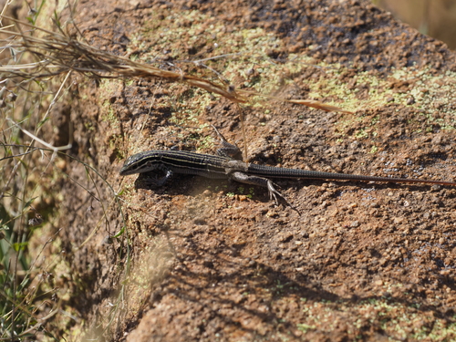 Chihuahuan Spotted Whiptail
