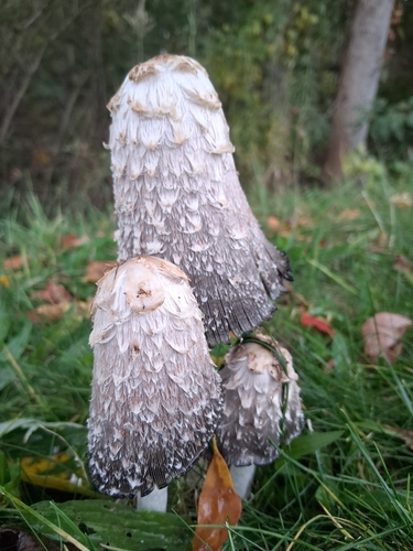 Shaggy Mane