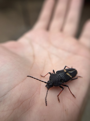 Megaderus stigma