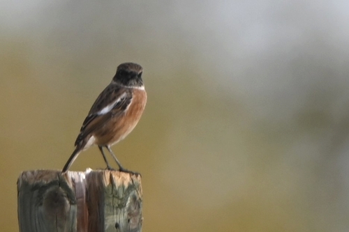 European Stonechat