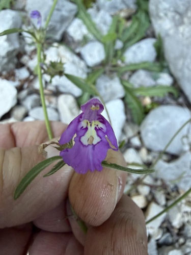 Red Hemp-nettle