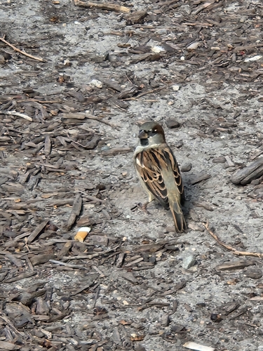 House Sparrow
