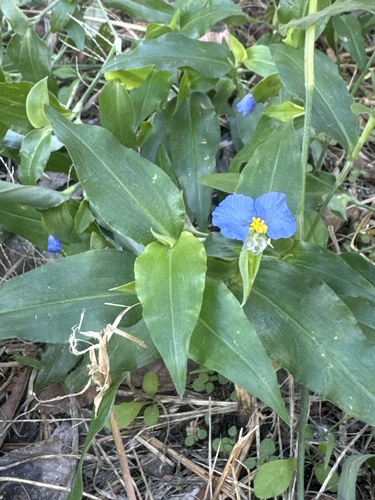 whitemouth dayflower
