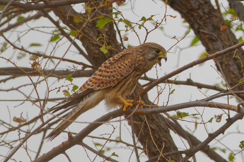 Eurasian Kestrel