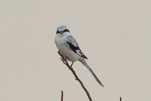 Chinese Grey Shrike