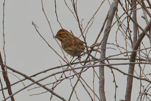 Little Bunting