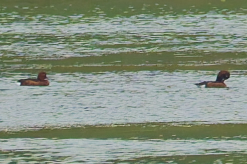 Ferruginous Duck