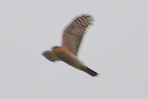 Siberian Sparrowhawk