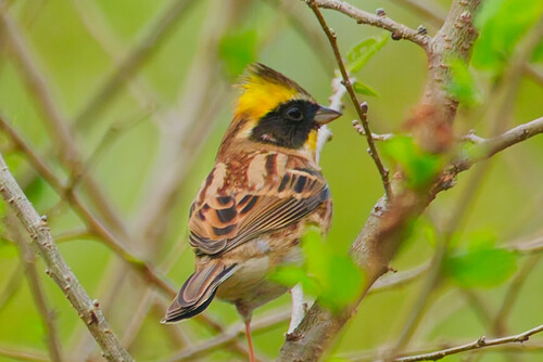 Yellow-throated Bunting