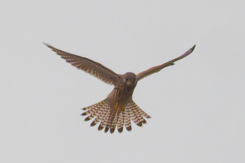 Eurasian Kestrel