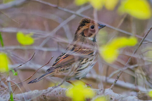 Little Bunting