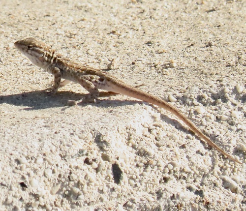 Common Side-blotched Lizard