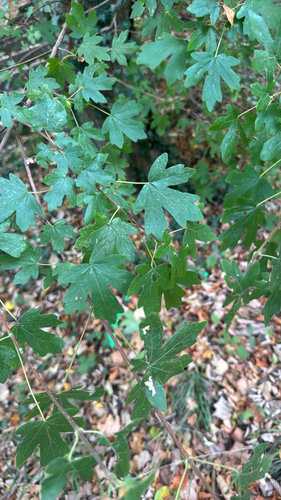field maple